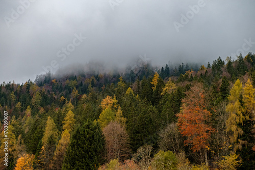 Autumn landscape near Berchtesgarden in Southern Germany with fog. Autumn forest with fog and the view of fail foliage