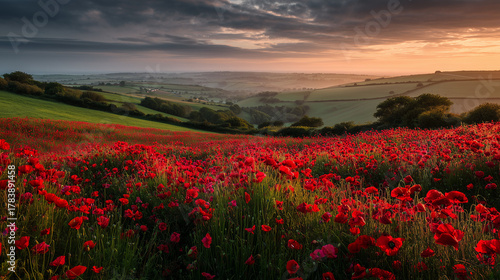 Vibrant poppy field at sunset with rolling hills and dramatic sky
