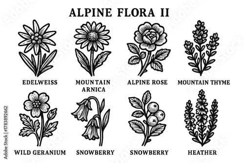 Collection of alpine flowers with names in vintage black and white style