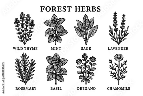 Botanical collection of forest herbs in detailed vintage style