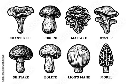Hand-drawn mushroom collection featuring chanterelle, porcini, and morel