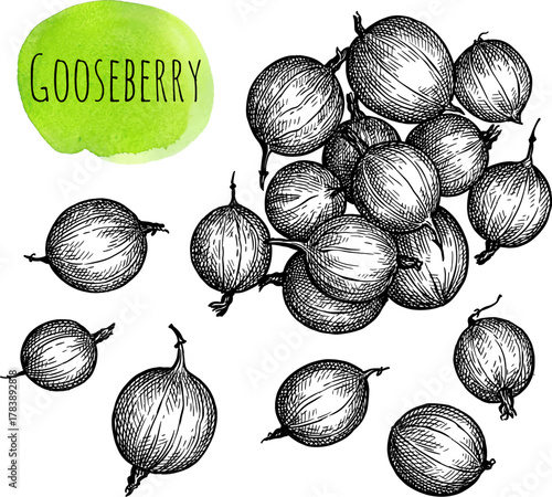 Gooseberry ink sketch