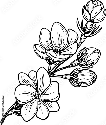 Jasmine Sambac Maid of Orleans ink sketch.