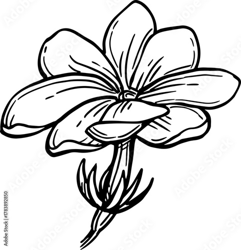 Jasmine sambac flower ink sketch.