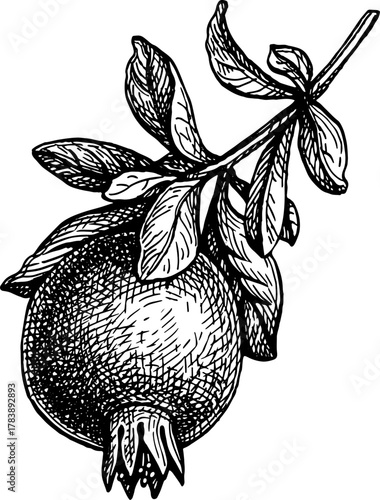 Pomegranate branch ink sketch.