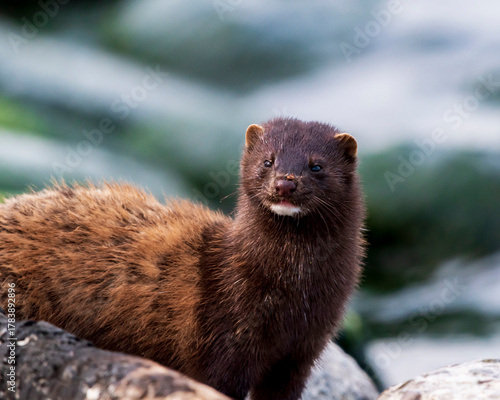 Tableau sur toile American mink portrait