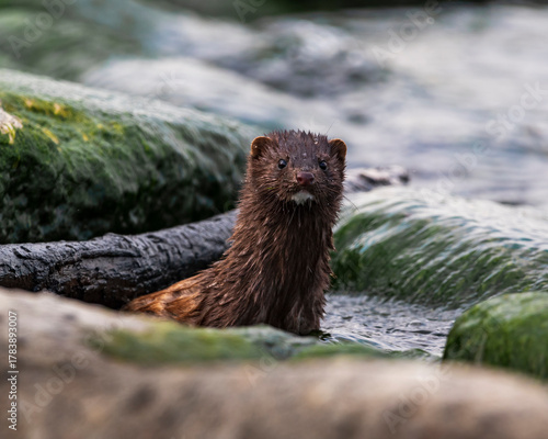 Fotografija American mink