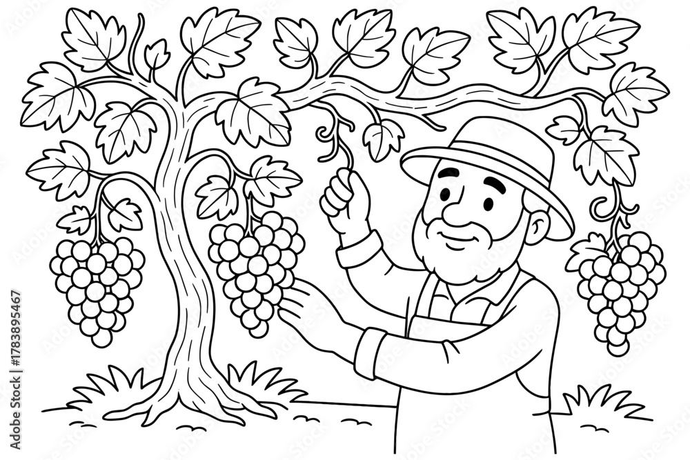 Naklejka premium Elderly farmer harvesting grapes on a vineyard in black and white outline