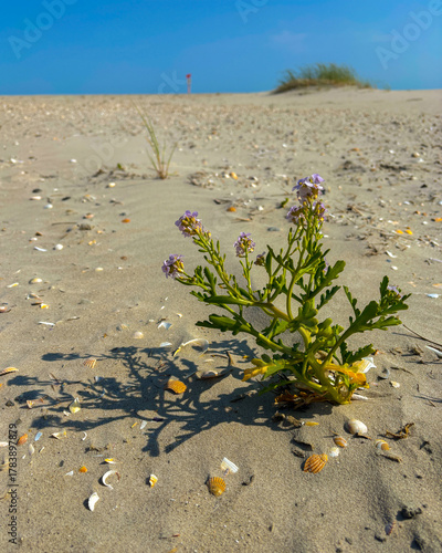 Alone blooming plant on a sand with with shells fragments