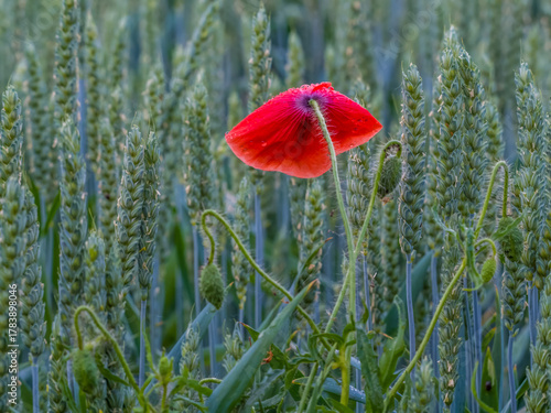 Red poppy against a background of green cereals