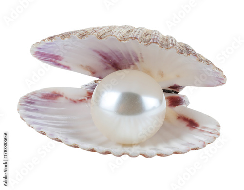 Sea Shell with Pearl Isolated on White Background with Full Depth of Field