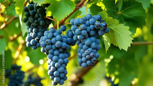Cinematic Video of Ripe Purple Grapes on Vines During Wine Harvest with Sunlight and Vineyard Views