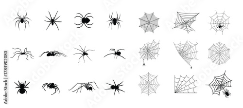 Spider. Spider vector illustration, collection of different spider types