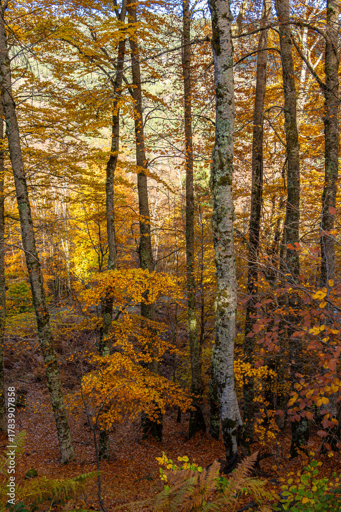 Obraz premium Vertical View of a Deciduous Forest Interior in the Valia Kirna/Samarina, Pindos, Greece, Featuring Pale, Mossy Tree Trunks and Vibrant Golden-Yellow and Orange Autumn Foliage