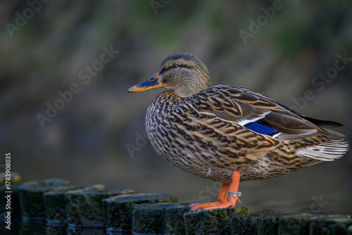 Mallard duck