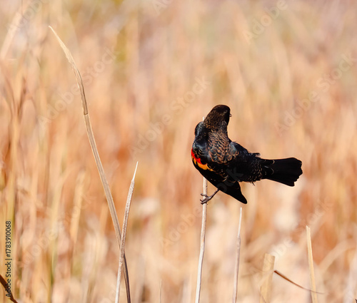 Red Winged Blackbird Hanging Onto Grass On A Windy Autumn Day.  Taken October 23, 2025 Martensville, Saskatchewan