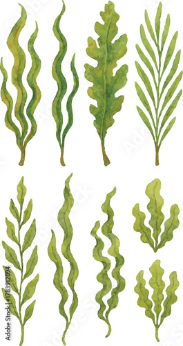Vector watercolor illustrations of kelp