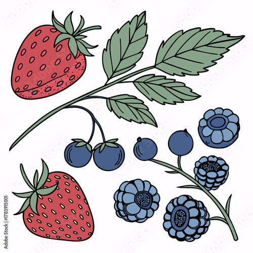 Detailed Vector Set of Berries