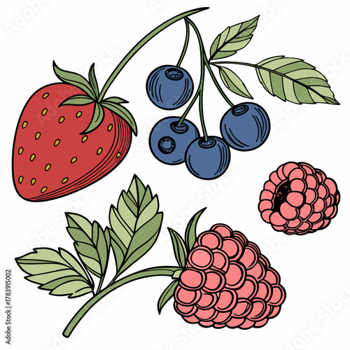 Detailed Vector Set of Berries