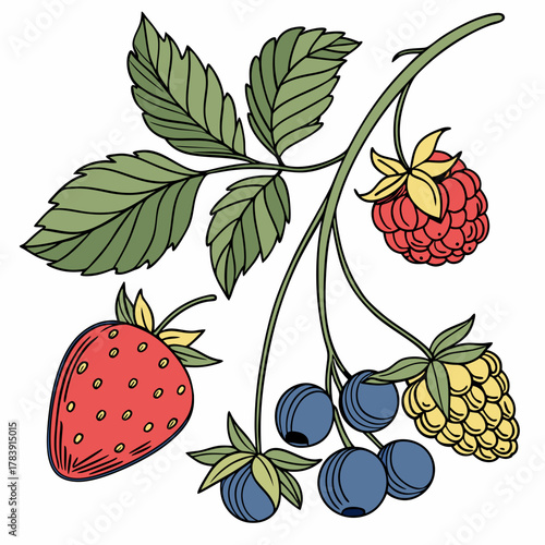Detailed Vector Set of Berries