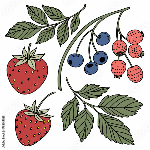 Detailed Vector Set of Berries