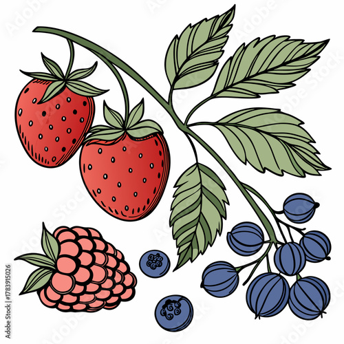 Detailed Vector Set of Berries