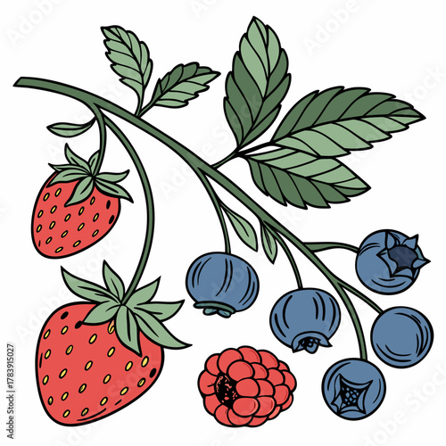 Detailed Vector Set of Berries
