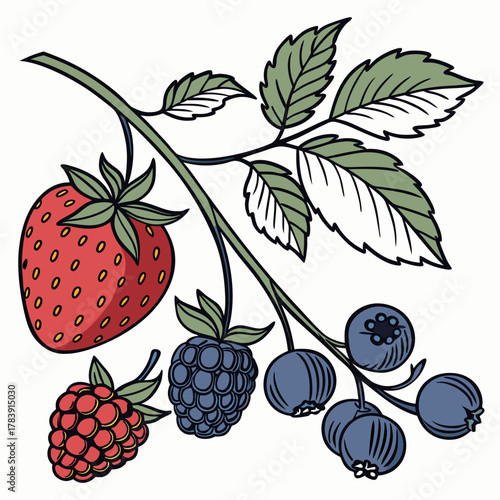 Detailed Vector Set of Berries
