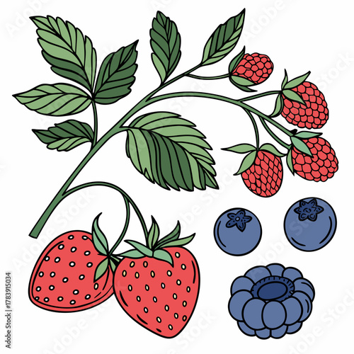 Detailed Vector Set of Berries