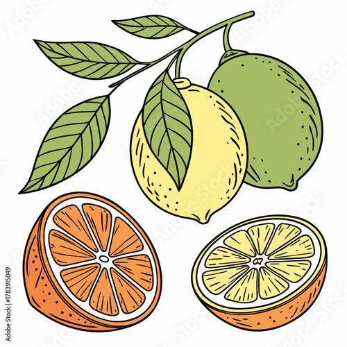 Hand-Drawn Vector Illustration of Citrus Fruits