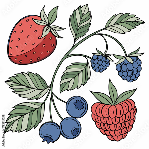 Detailed Vector Set of Berries