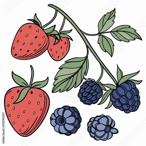 Detailed Vector Set of Berries