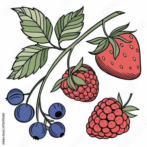 Detailed Vector Set of Berries