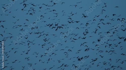 A moody November sunset over a bare cherry tree, surrounded by dark silhouettes of flying crows. The blue  sky contrasts beautifully with the stark branches, creating a creepy  atmosphere.
