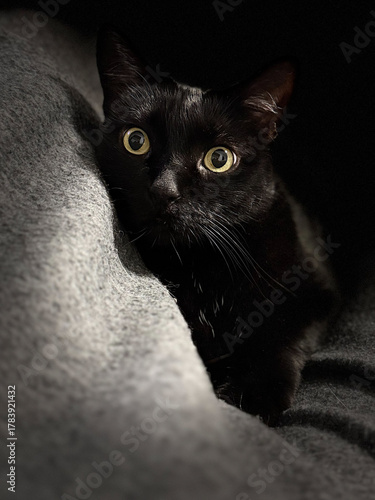 black and white cat . Gato negro