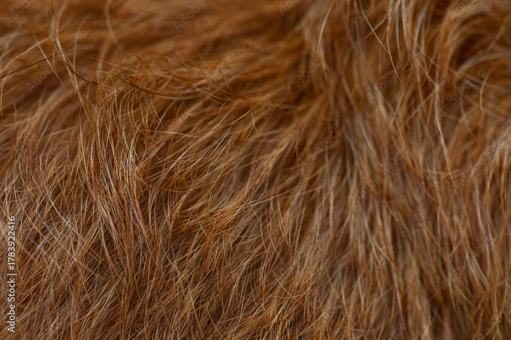 Naklejka premium Red Dog Coat Texture in Strand and Shine Details Close-Up