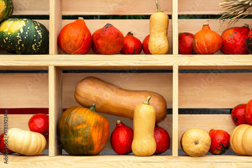 Orange, yellow and green pumpkins on wooden shelves
