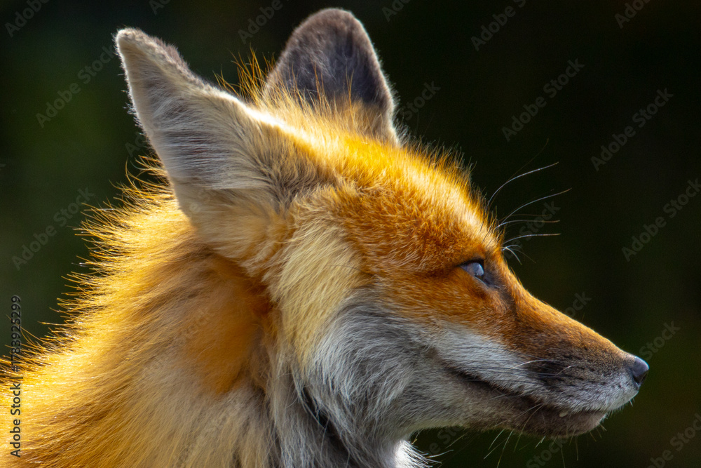 Naklejka premium Fox in Yellowstone National Park