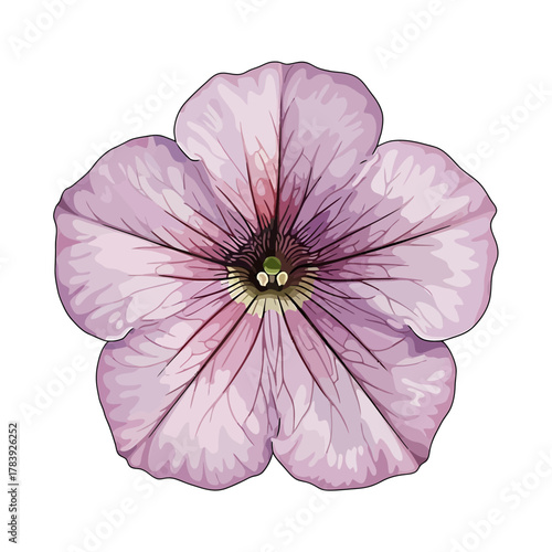 Close up of a delicate light purple flower isolated on white background perfect for design elements and floral concepts