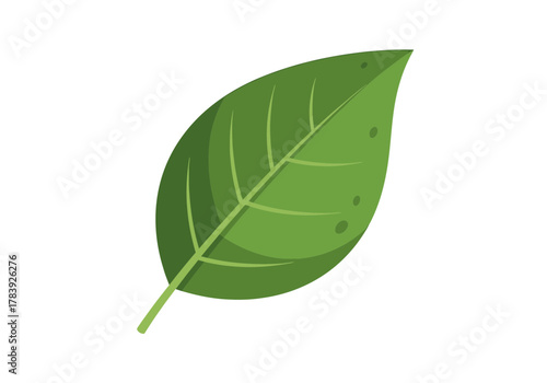 Close up of a green leaf with details and texture