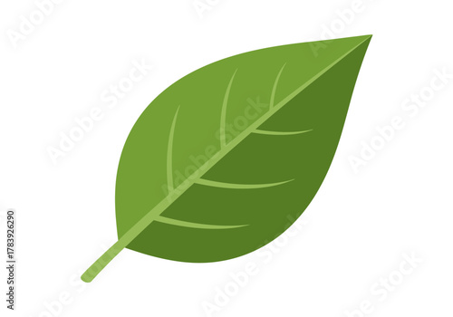 Close up of a green leaf with veins and texture