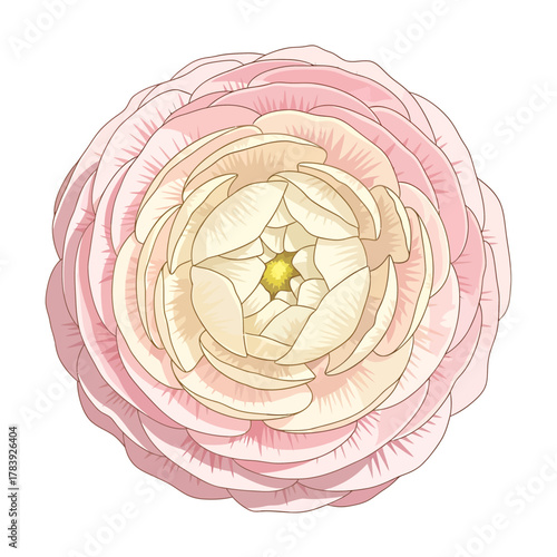 Close up view of a soft pink flower isolated on white background botanical illustration