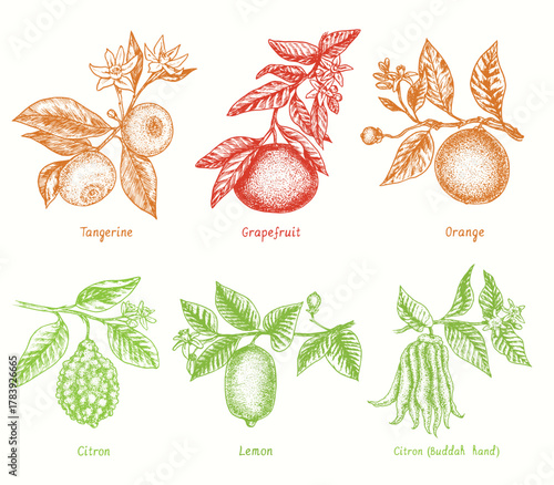 Lemon, citron (Buddah hand), citron, tangerine, grapefruit and orange fruit collection on branch with leaves and flowers. Ink doodle drawing in woodcut style