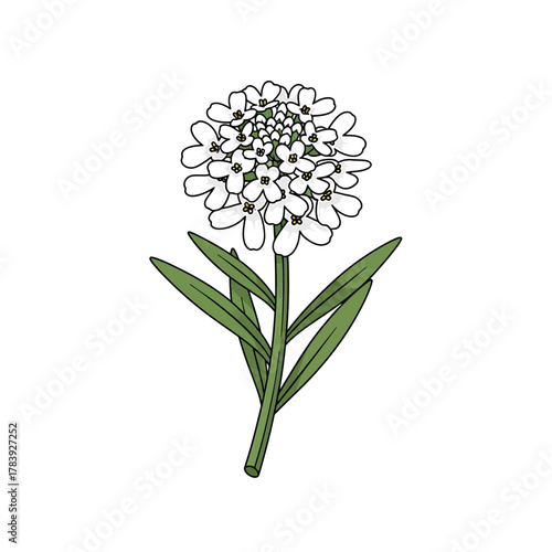 Dandelion flower isolated against white backdrop