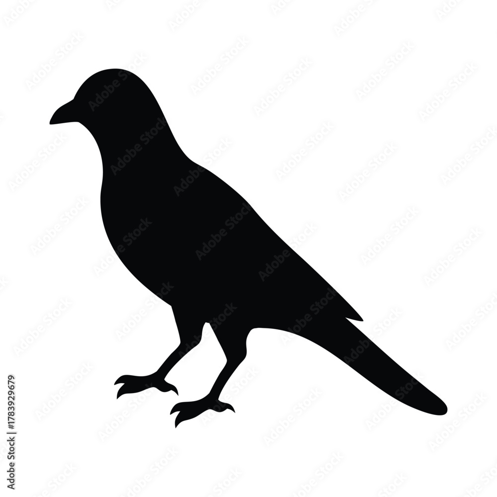 Obraz premium Black bird silhouette standing on a plain background