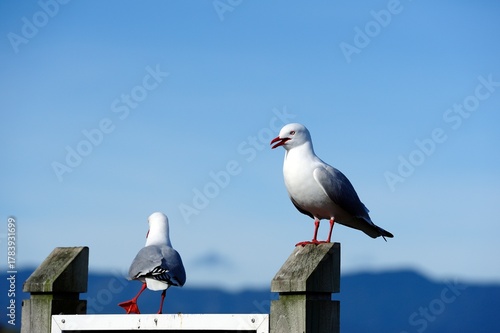 Silver Gull calling for its mate