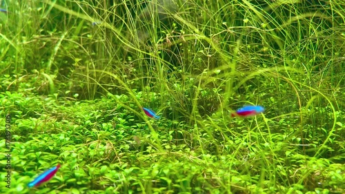 アクアスケープの中を行き交うカラフルな熱帯魚の背景素材