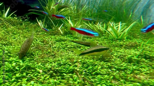 水草ゆれるアクアリウムで泳ぐ熱帯魚の癒やし背景動画