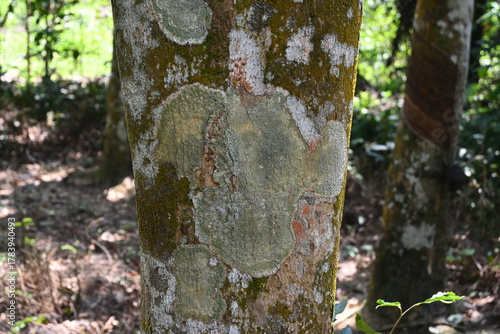 A view of a Nedun tree trunk with lichens and algae that grow on the bark surface