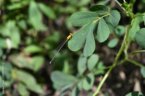 A yellow damselfly is perched on the leaf edge of a Senna Tora plant.